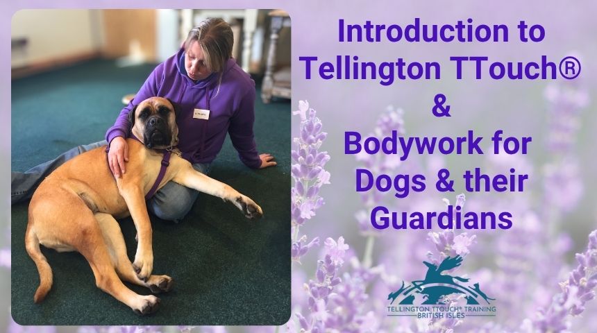 Introduction to Tellington TTouch® and Bodywork for Dogs and their Guardians course image with Katharine Brunsch and her Bullmastiff Keto